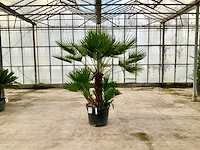 Palmboom meerstammig (chamaerops humilis) - afbeelding 1 van  1