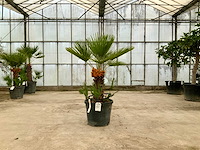 Palmboom meerstammig (chamaerops humilis) - afbeelding 1 van  1