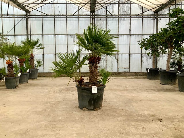 Palmboom meerstammig (chamaerops humilis) - afbeelding 1 van  1