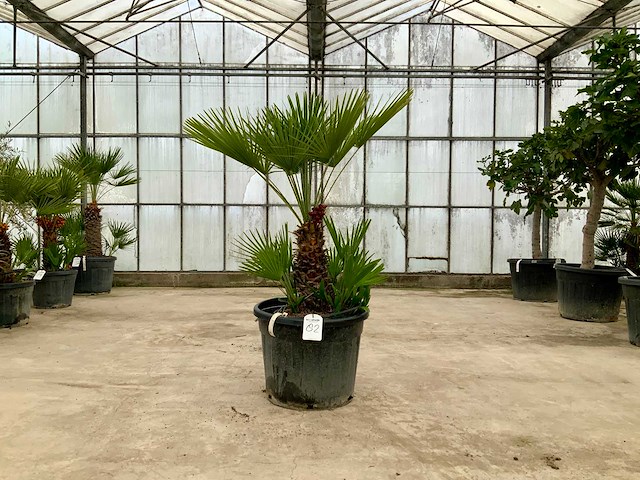 Palmboom meerstammig (chamaerops humilis) - afbeelding 1 van  1