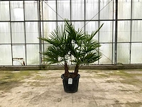 Palmboom meerstammig (trachycarpus fortunei)