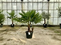 Palmboom meerstammig (trachycarpus fortunei)