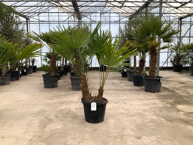 Palmboom meerstammig (trachycarpus fortunei) - afbeelding 1 van  1