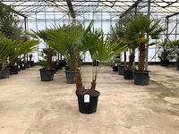 Palmboom meerstammig (trachycarpus fortunei) - afbeelding 1 van  1
