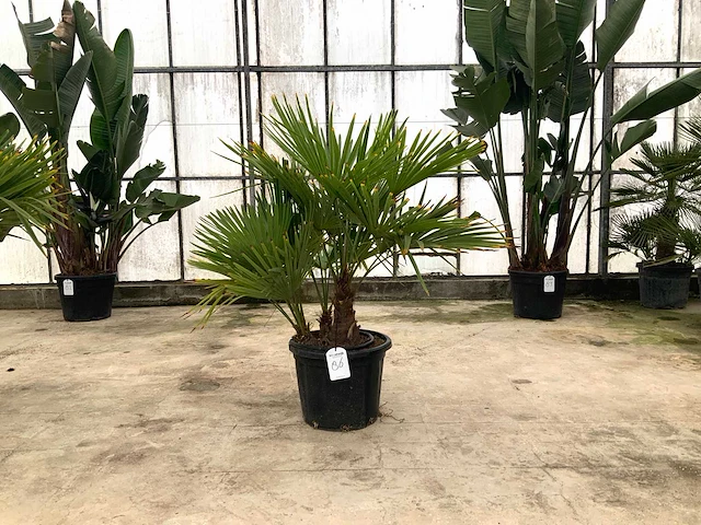 Palmboom meerstammig (trachycarpus fortunei) - afbeelding 1 van  1