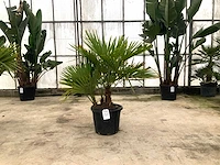 Palmboom meerstammig (trachycarpus fortunei) - afbeelding 1 van  1
