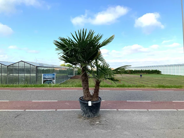 Palmboom meerstammig (trachycarpus fortunei) - afbeelding 1 van  1