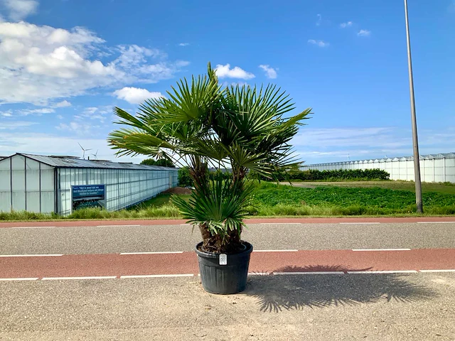 Palmboom meerstammig (trachycarpus fortunei) - afbeelding 1 van  1