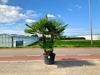 Palmboom meerstammig (trachycarpus fortunei) - afbeelding 1 van  1
