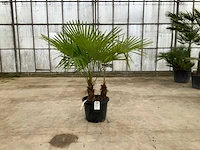 Palmboom meerstammig (trachycarpus fortunei) - afbeelding 1 van  1