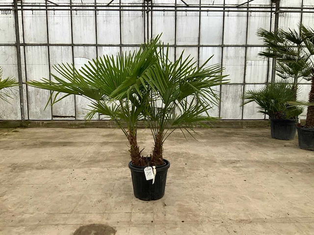 Palmboom meerstammig (trachycarpus fortunei) - afbeelding 1 van  1