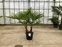 Palmboom meerstammig (trachycarpus fortunei) - afbeelding 1 van  1