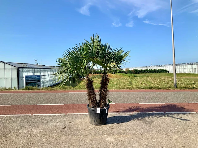 Palmboom meerstammig (trachycarpus fortunei) - afbeelding 1 van  1