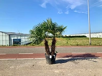 Palmboom meerstammig (trachycarpus fortunei) - afbeelding 1 van  1