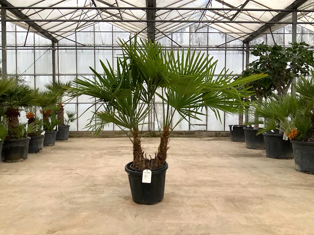 Palmboom meerstammig (trachycarpus fortunei) - afbeelding 1 van  1