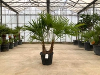 Palmboom meerstammig (trachycarpus fortunei) - afbeelding 1 van  1