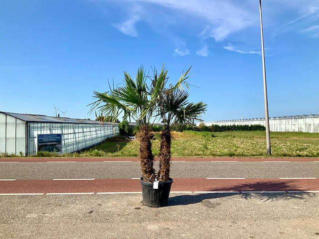 Palmboom meerstammig (trachycarpus fortunei) - afbeelding 1 van  1