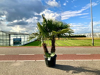 Palmboom meerstammig (trachycarpus fortunei) - afbeelding 1 van  1