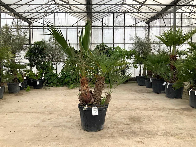 Palmboom mix (washingtonia robusta en chamaerops humilis) - afbeelding 1 van  1