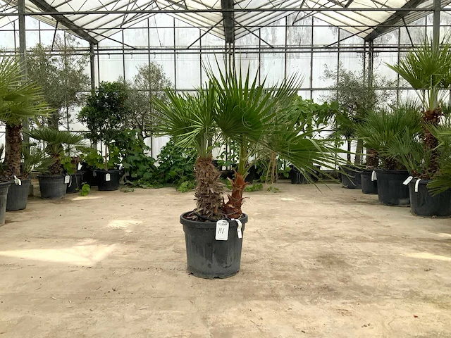 Palmboom mix (washingtonia robusta en chamaerops humilis) - afbeelding 1 van  1