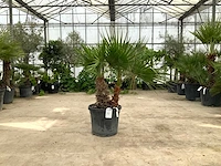 Palmboom mix (washingtonia robusta en chamaerops humilis) - afbeelding 1 van  1