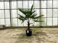 Palmboom (trachycarpus fortunei)