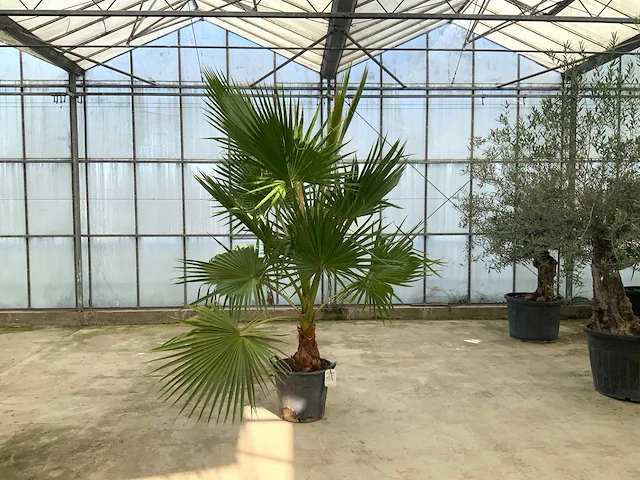 Palmboom (washingtonia robusta) - afbeelding 1 van  1