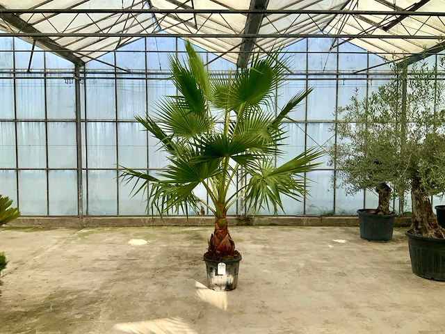 Palmboom (washingtonia robusta) - afbeelding 1 van  1