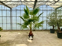 Palmboom (washingtonia robusta) - afbeelding 1 van  1