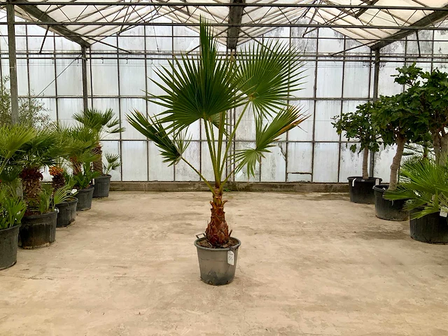 Palmboom (washingtonia robusta) - afbeelding 1 van  1