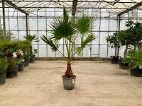 Palmboom (washingtonia robusta) - afbeelding 1 van  1