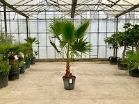 Palmboom (washingtonia robusta) - afbeelding 1 van  1