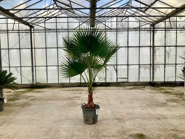 Palmboom (washingtonia robusta) - afbeelding 1 van  1