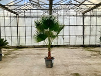Palmboom (washingtonia robusta) - afbeelding 1 van  1