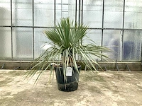 Palmboom (yucca rostrata)