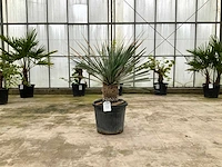 Palmboom (yucca rostrata) - afbeelding 1 van  1