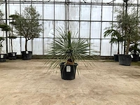 Palmboom (yucca rostrata) - afbeelding 1 van  1