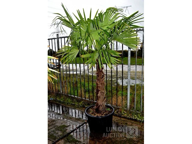 Palmboom - afbeelding 1 van  4