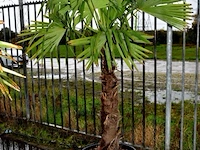 Palmboom