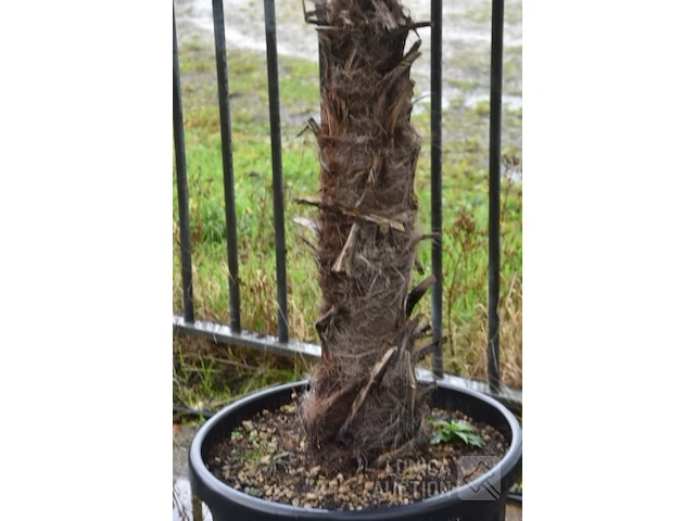 Palmboom - afbeelding 2 van  4