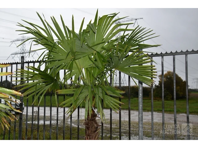 Palmboom - afbeelding 4 van  4