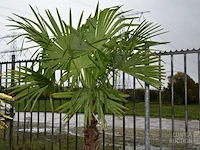 Palmboom - afbeelding 4 van  4