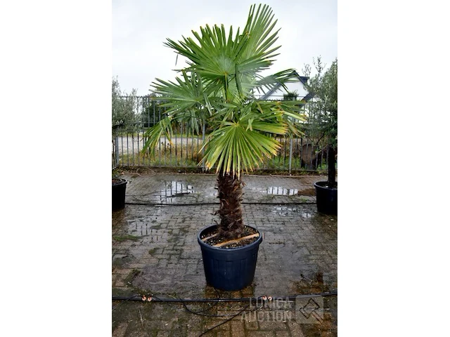 Palmboom - afbeelding 1 van  5