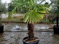 Palmboom - afbeelding 1 van  5