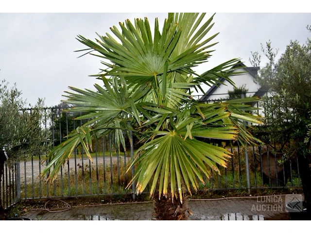 Palmboom - afbeelding 2 van  5