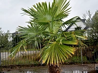 Palmboom - afbeelding 2 van  5