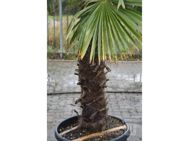 Palmboom - afbeelding 3 van  5