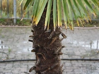 Palmboom - afbeelding 3 van  5