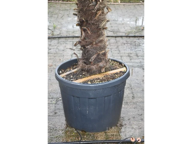 Palmboom - afbeelding 4 van  5