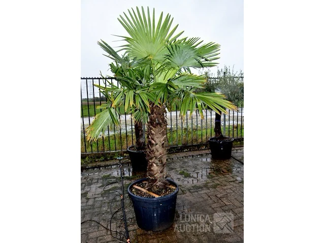 Palmboom - afbeelding 5 van  5